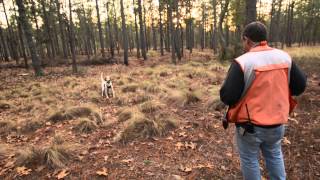 Augusta Outdoors: Raising Bird Dogs