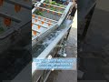 How To Use Chili Washing Equipment