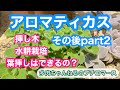 【多肉植物】アロマティカス💚挿し木、水耕栽培その後part2❣️葉挿しは出来るのか？【ガーデニング】【園芸】