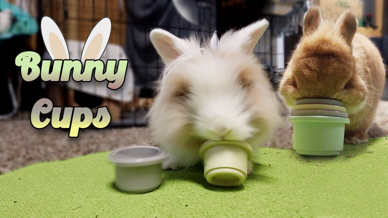 Bunnies Play with Toy Cups! YouTube