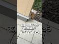 玄関を開けたら野良猫が出待ちしてましたw #shorts