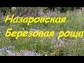 Назаровская березовая роща ( июль, утки)