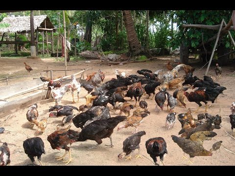 Langkah Sukses Cara Ternak Ayam Kampung Semi Intensif dan Intensif