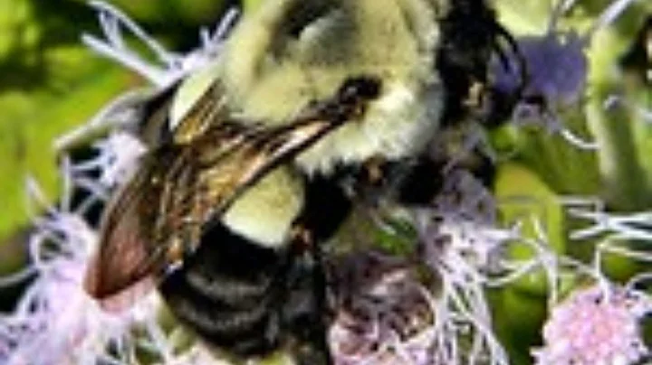Planting for the Bees Needs with Dr. Kimberly Ston...