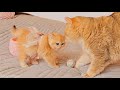 Cat William met his daughter named Mochi 💗 So cute