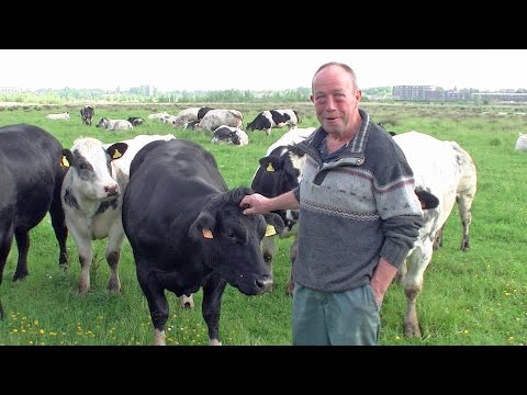 Natuurlijk vleesvee  op het bedrijf van Hugo Bogers bij de Brabantse Wal in Bergen op Zoom