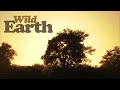 WildEarth - Sunset - 20 July 2021