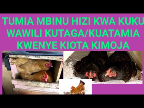 Video: Jinsi Ya Kujenga Kiota Cha Kuku