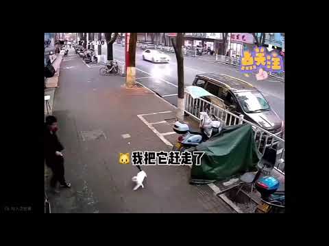 保護主任的貓咪