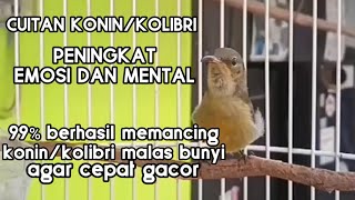 CUITAN KONIN IJOAN🔴PENINGKAT EMOSI DAN MENTAL KOLIBRI AGAR CEPAT GACOR