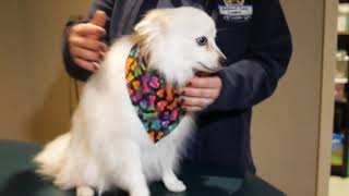 Pet Services in Columbus OH, details at YellowPages.com