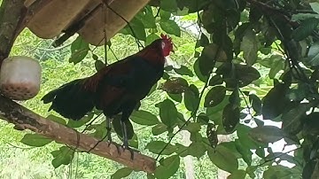 rov los tso qaib peb saib dua nawb /14/10/2024