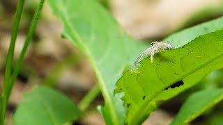 White Jumping Spider Leaping