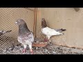 Rampuri and amber siray  pigeonpedia  highflyer