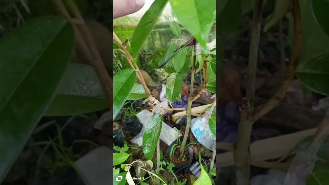 Proses Perawatan bibit durian hasil sambung‼️ Musangking, Bawor Duri hitam 