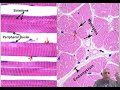 Histology of muscles