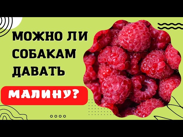 🐕🐾📝 Можно ли собаке есть малину?