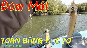 Câu Cá Bống Đục Tại Đùm Mới Lên Toàn Cá Bống To