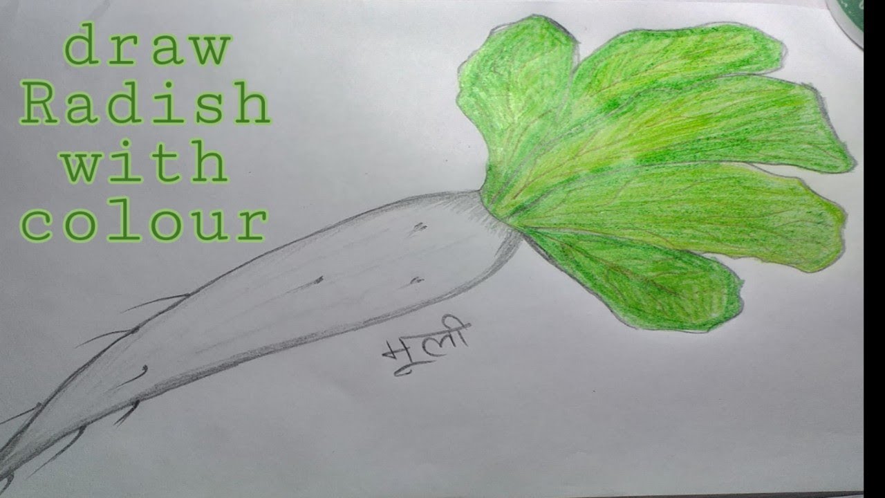 Featured image of post Radish Drawing Colour See the differences and their uses