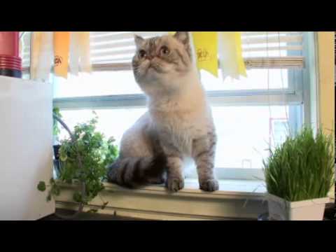 Video: Aspectul pisicilor 101