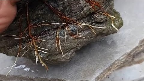 ÁP DỤNG CÁCH NÀY ĐỂ RỄ NON MỌC TRÊN ĐÁ