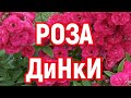 МУСКУСНАЯ РОЗА ДИНКИ - Lens (Бельгия)  САМАЯ КРАСИВАЯ РОЗА, МОЕГО САДА.