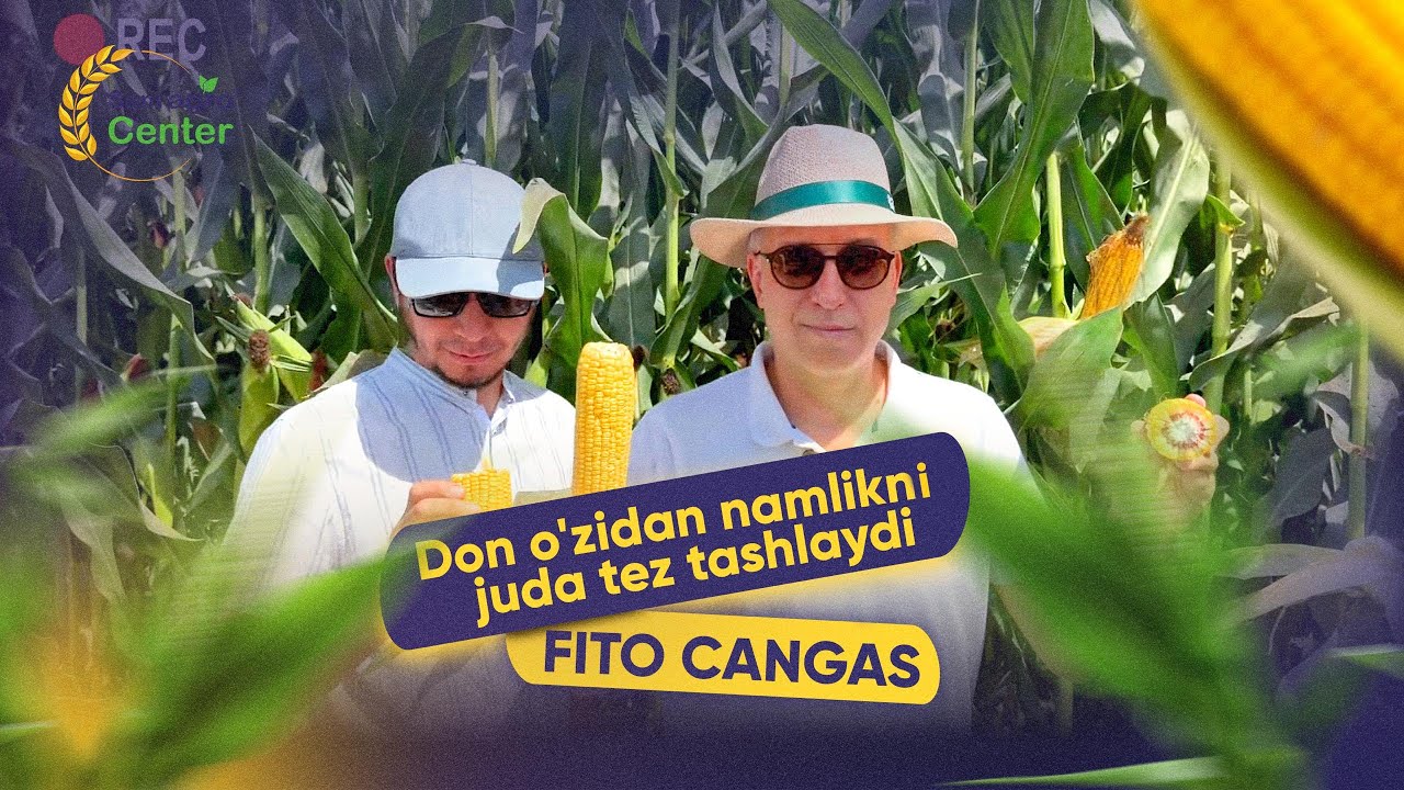 Don yo'nalishida namlik tez tashlaydiga yangi avlod makkajo'xori Navi FITO CANGAS