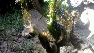 Bẫy chim cút đêm ,một đêm trúng mánh