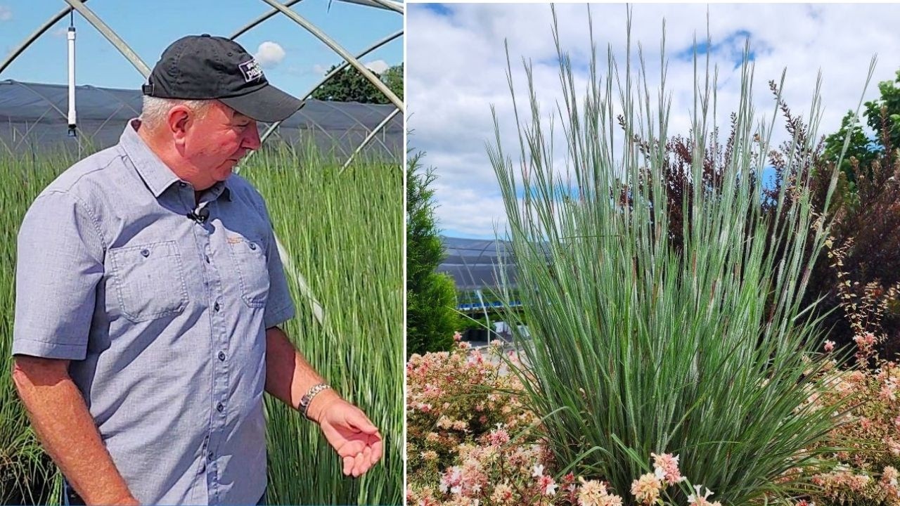 Ha Ha Tonka / Exciting NEW Little Bluestem Grass that Positively GLOWS in Sunlight 👍🥰😜👏