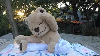 Meddy Sunset Yoga