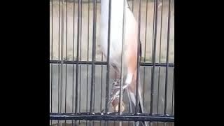 Download lagu Cendet nembak tengkek buto 25 detik