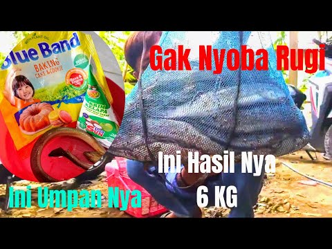 Cara Bikin Umpan Ikan Lele