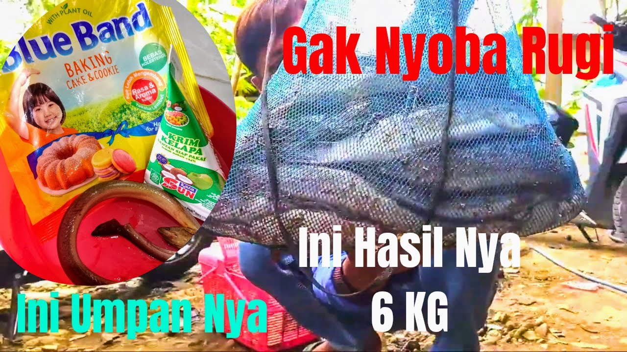 Racikan Terbaru Umpan Lele Gacor Banget