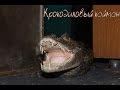 Крокодиловый кайман (Caiman crocodilus)