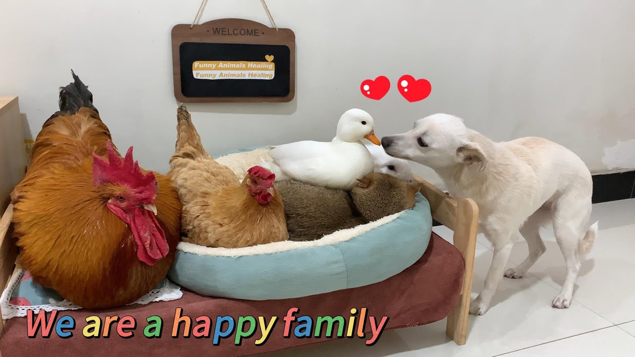 Led by the dog, the hen, duck, rabbit, cat, and rooster became good friends! A happy animal family.