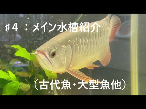 古代 魚 ポリプテルス