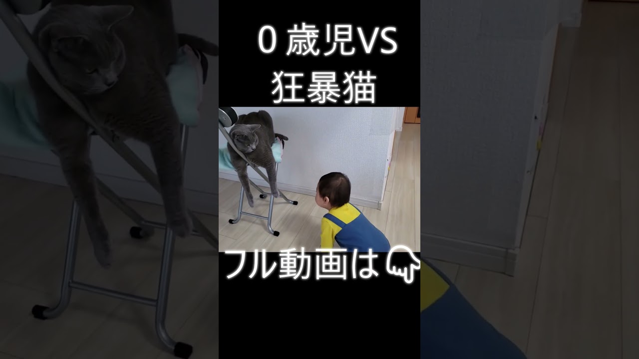 絶対退かない猫VS恐れを知らぬ0歳児