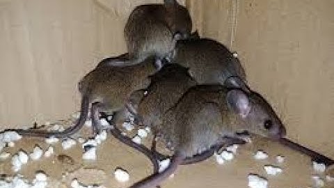 STOP RATS entering your home (PRO TIP)