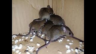 STOP RATS entering your home (PRO TIP)