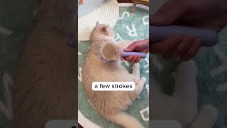Brushing your cat made easy and sastisfy