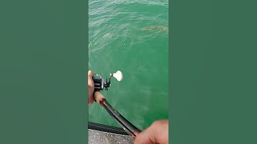 INCREDIBLE FIGURE 8 STRIKE!! - Great Lakes Musky #shorts #musky