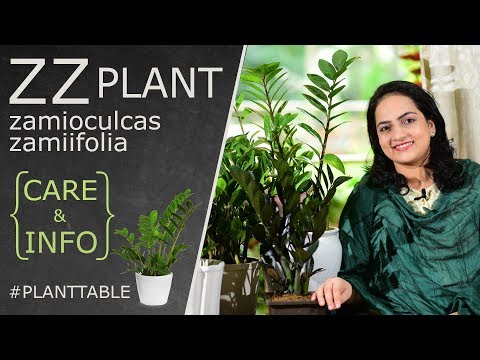 ZZ Plant (Zamioculcas zamiifolia), Zamia Palm - Care & Info | Indoor Plant