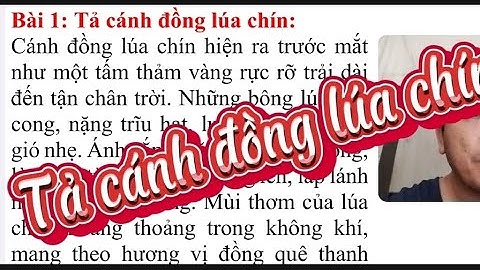 Bài văn. Tả cánh đồng lúa chín hay nhất