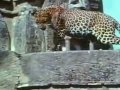 Леопарда проганяет гиеновидную собаку со своей территории.