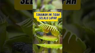 Tanaman Venus Flytrap — Perangkap Hidup!!!