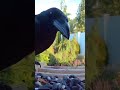 American crow #birds #birdsounds #birdwatching