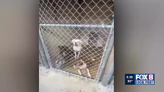 St. Tammany Parish animal shelter seeks public help to relieve overcrowding