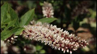 希少糖の木 ・ ズイナの花　白色花と桃色花　　さぬき市志度