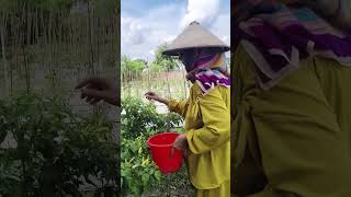 #panen#cabe#tanaman #tani#dailyvlog #fypシ゚viral