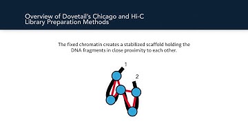 Dovetail Genomics Proximity Ligation Technology Overview